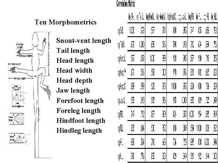 Ten Morphometrics Snout-vent length Tail length Head width Head depth Jaw length Forefoot length