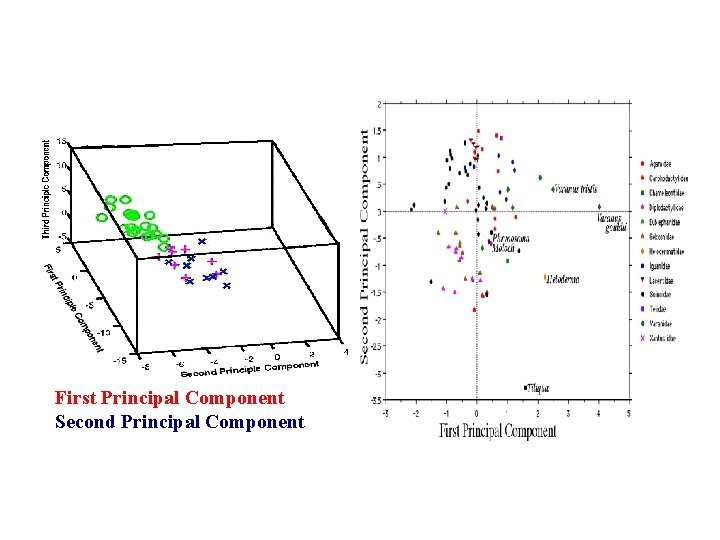 First Principal Component Second Principal Component 