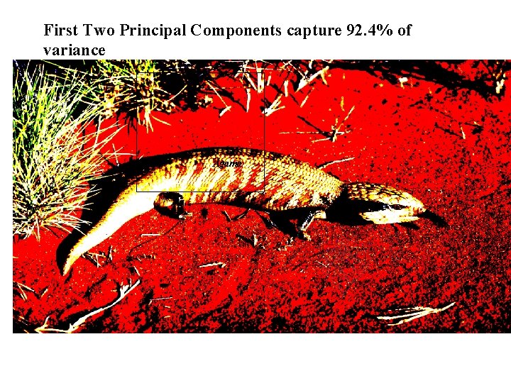 First Two Principal Components capture 92. 4% of variance Agama 