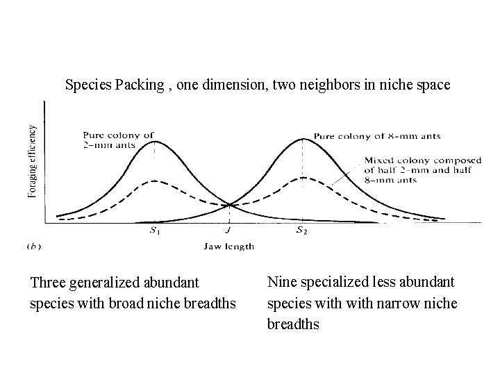 Species Packing , one dimension, two neighbors in niche space Three generalized abundant species