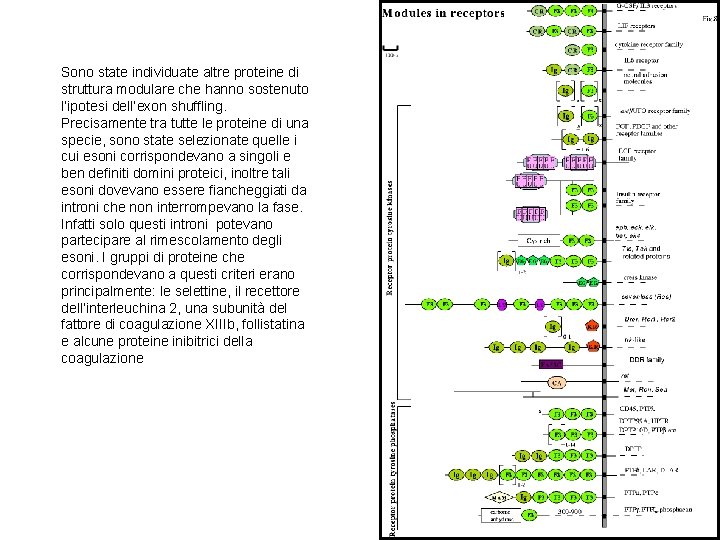 Sono state individuate altre proteine di struttura modulare che hanno sostenuto l’ipotesi dell’exon shuffling.