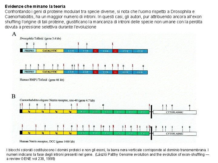 Evidenze che minano la teoria Confrontando i geni di proteine modulari tra specie diverse,