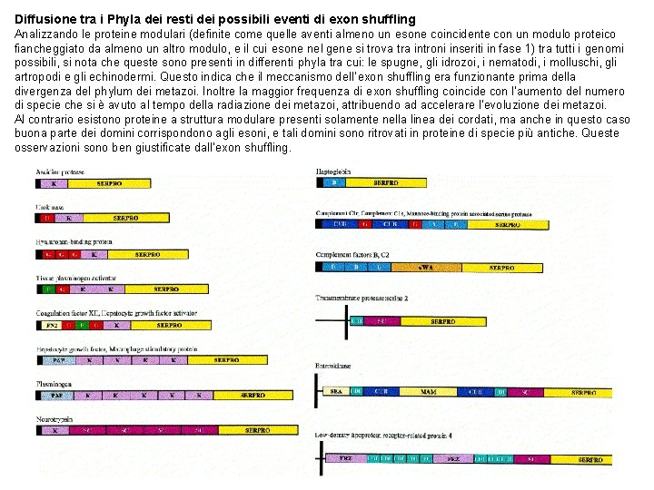 Diffusione tra i Phyla dei resti dei possibili eventi di exon shuffling Analizzando le