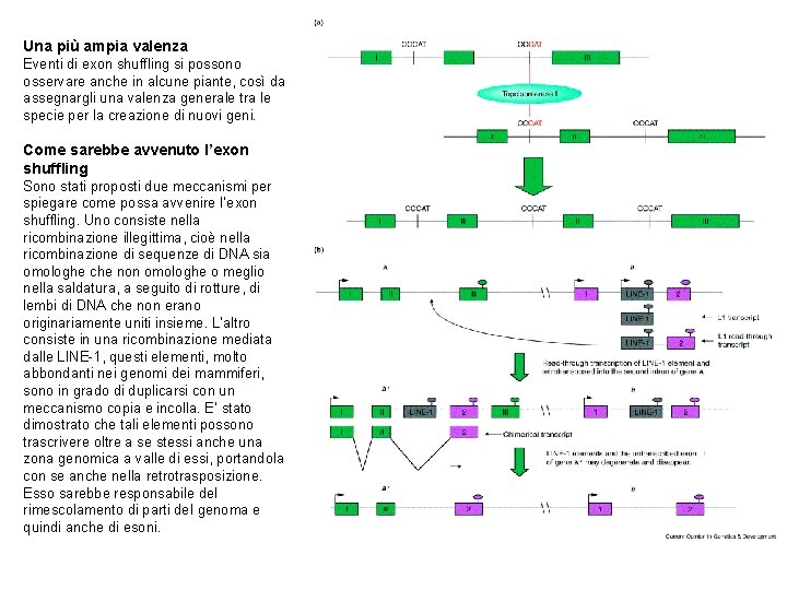 Una più ampia valenza Eventi di exon shuffling si possono osservare anche in alcune