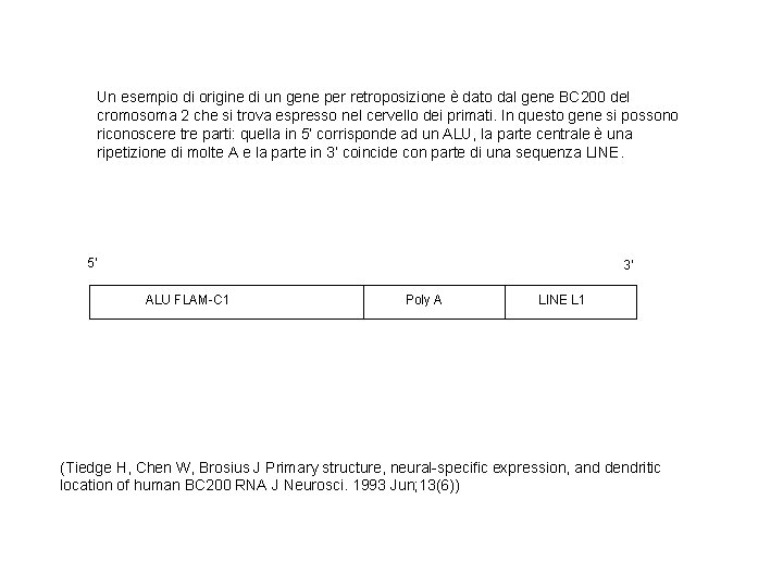 Un esempio di origine di un gene per retroposizione è dato dal gene BC