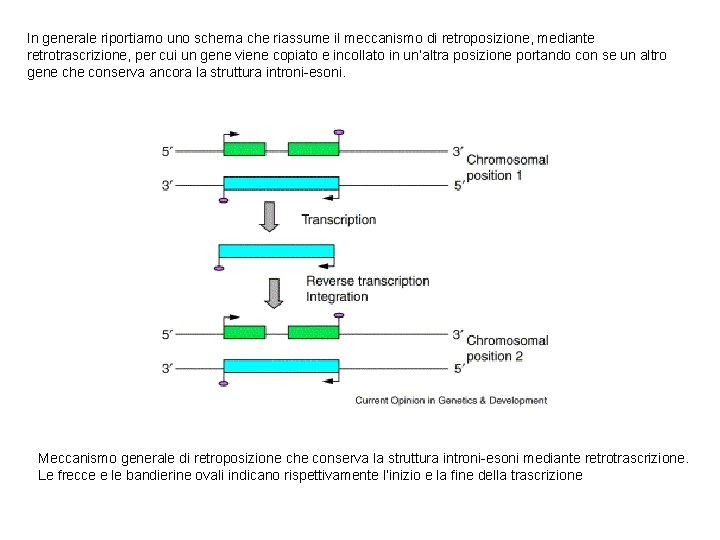 In generale riportiamo uno schema che riassume il meccanismo di retroposizione, mediante retrotrascrizione, per