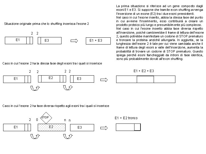 Situazione originale prima che lo shuffling inserisca l’esone 2 2 2 E 1 E