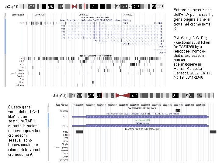 Fattore di trascrizione dell’RNA polimerasi II, gene originale che si trova nel cromosoma X.