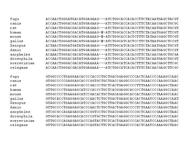 fugu canis rat human mouse gallus Xenopus danio anopheles drosophila scerevisiae celegans ACCAACTGGGATGACATGGAGAAG---ATCTGGCACCACACCTTCTACAATGAGCTACGT ACCAACTGGGACGACATGGAGAAG---ATCTGGCACCACACCTTCTACAACGAGCTGCGC