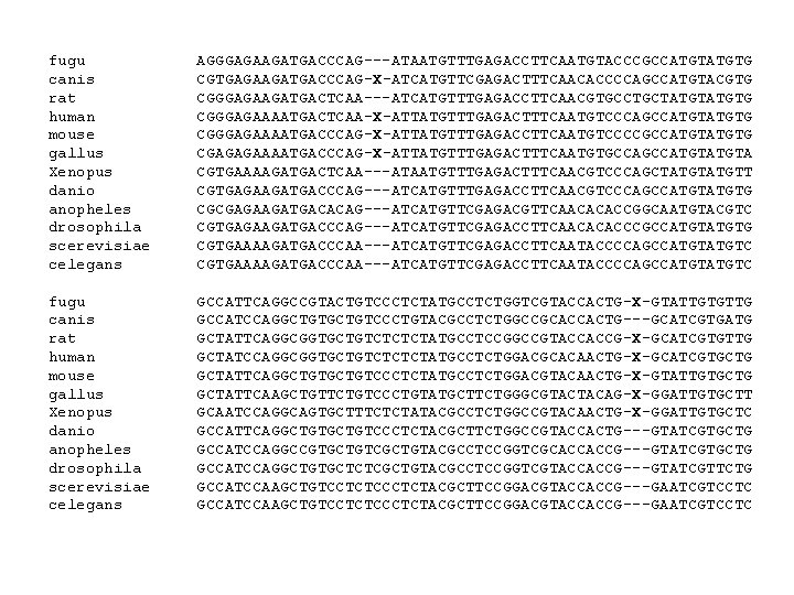 fugu canis rat human mouse gallus Xenopus danio anopheles drosophila scerevisiae celegans AGGGAGAAGATGACCCAG---ATAATGTTTGAGACCTTCAATGTACCCGCCATGTG CGTGAGAAGATGACCCAG-X-ATCATGTTCGAGACTTTCAACACCCCAGCCATGTACGTG