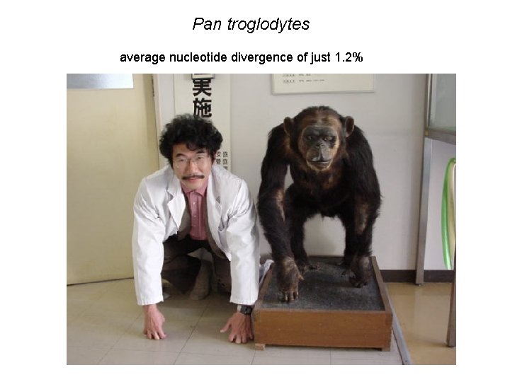 Pan troglodytes average nucleotide divergence of just 1. 2% 