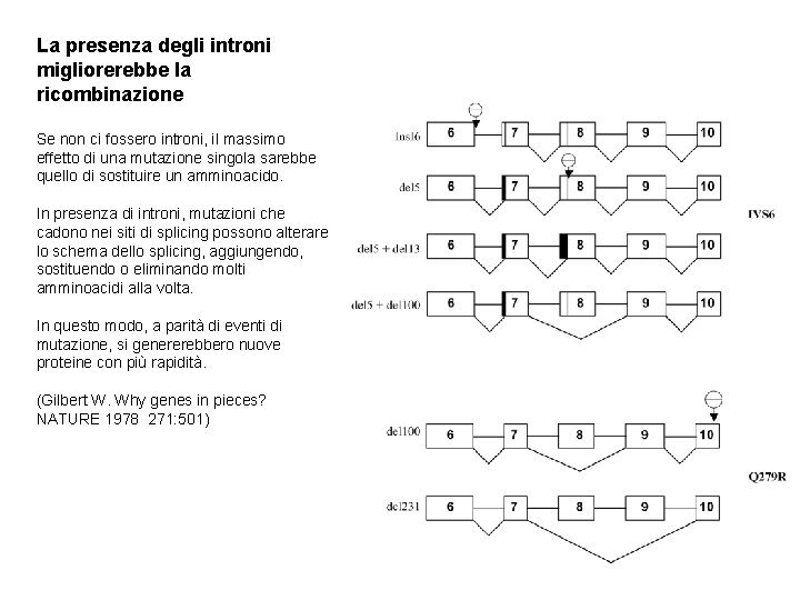 La presenza degli introni migliorerebbe la ricombinazione Se non ci fossero introni, il massimo