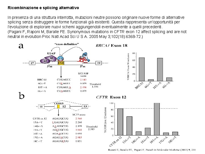 Ricombinazione e splicing alternativo In presenza di una struttura interrotta, mutazioni neutre possono originare