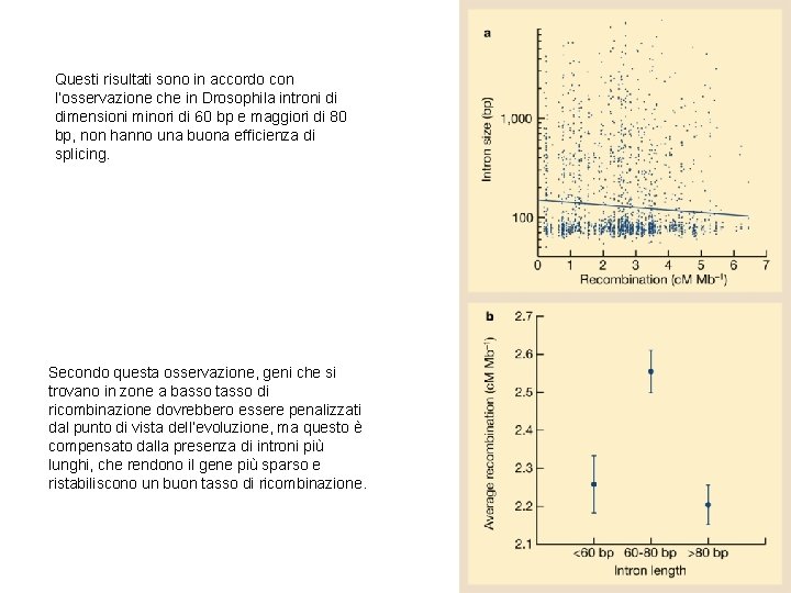 Questi risultati sono in accordo con l’osservazione che in Drosophila introni di dimensioni minori