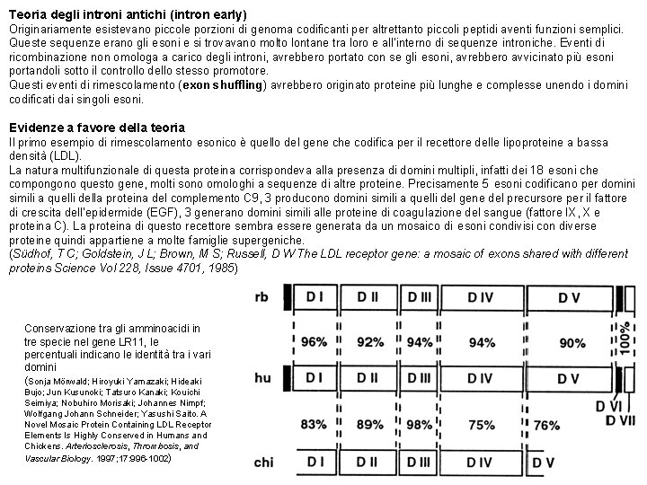 Teoria degli introni antichi (intron early) Originariamente esistevano piccole porzioni di genoma codificanti per