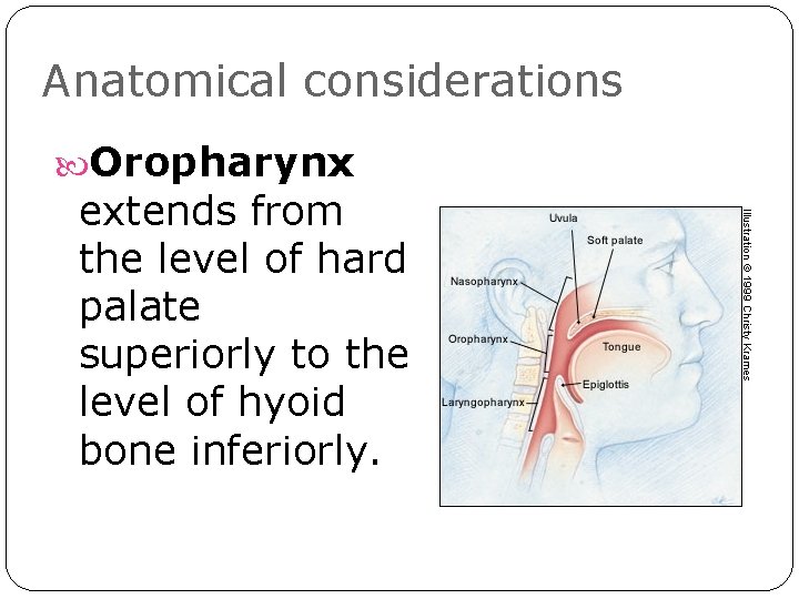 Anatomical considerations Oropharynx extends from the level of hard palate superiorly to the level Anatomical considerations Oropharynx extends from the level of hard palate superiorly to the level