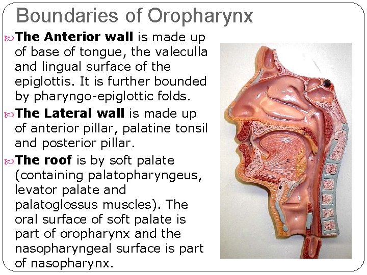 Boundaries of Oropharynx The Anterior wall is made up of base of tongue, the Boundaries of Oropharynx The Anterior wall is made up of base of tongue, the