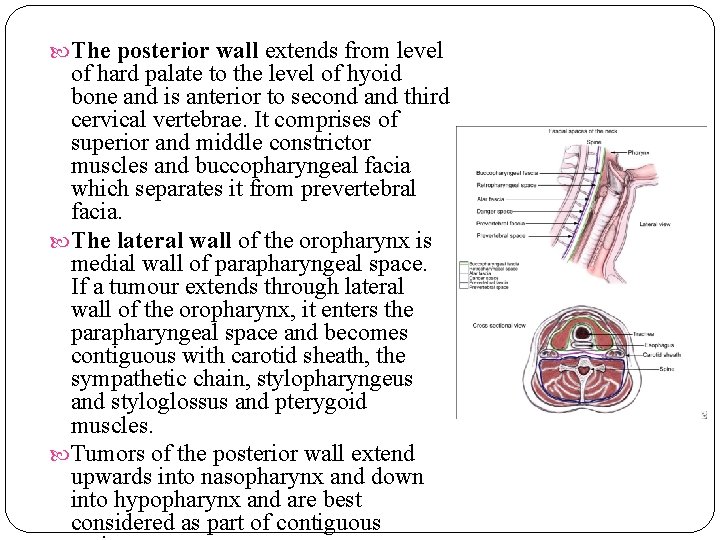The posterior wall extends from level of hard palate to the level of The posterior wall extends from level of hard palate to the level of