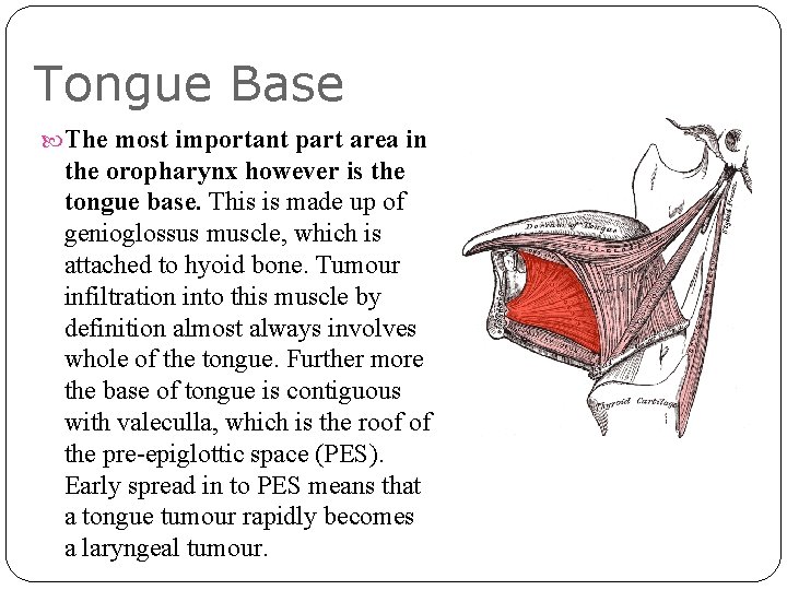 Tongue Base The most important part area in the oropharynx however is the tongue Tongue Base The most important part area in the oropharynx however is the tongue
