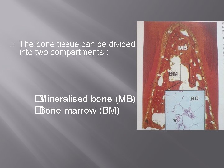 � The bone tissue can be divided into two compartments : � Mineralised bone