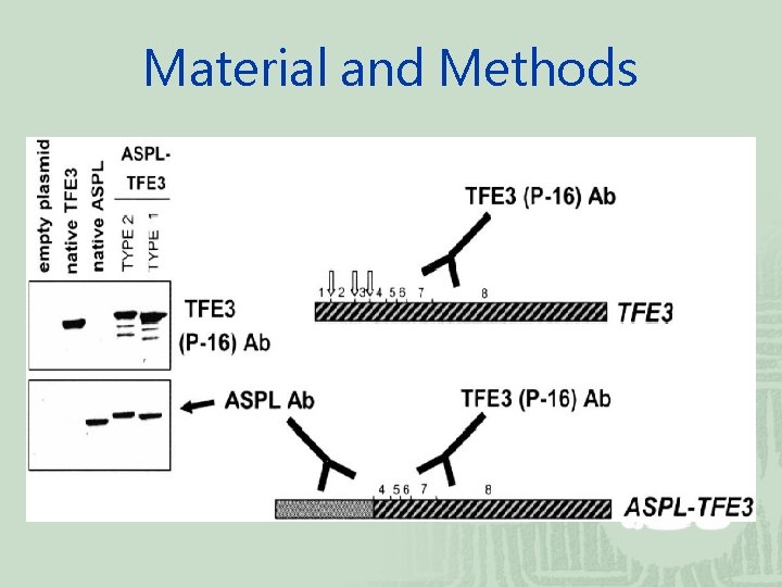 Material and Methods 