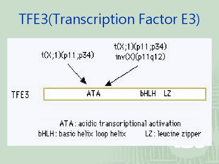 TFE 3(Transcription Factor E 3) 