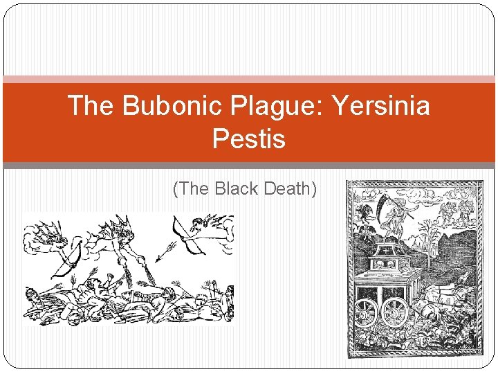 The Bubonic Plague: Yersinia Pestis (The Black Death) 