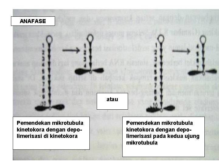 ANAFASE atau Pemendekan mikrotubula kinetokora dengan depolimerisasi di kinetokora Pemendekan mikrotubula kinetokora dengan depolimerisasi
