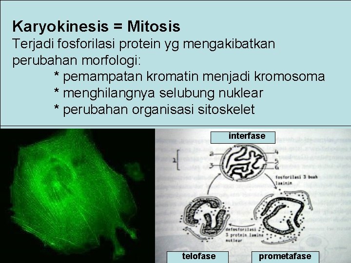 Karyokinesis = Mitosis Terjadi fosforilasi protein yg mengakibatkan perubahan morfologi: * pemampatan kromatin menjadi