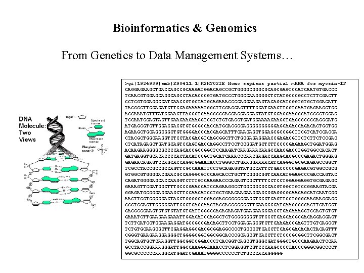 Bioinformatics & Genomics From Genetics to Data Management Systems… >gi|1924939|emb|X 98411. 1|HSMYOSIE Homo sapiens