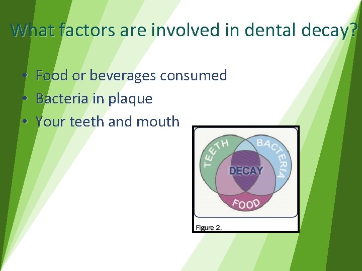 What factors are involved in dental decay? • • • Food or beverages consumed
