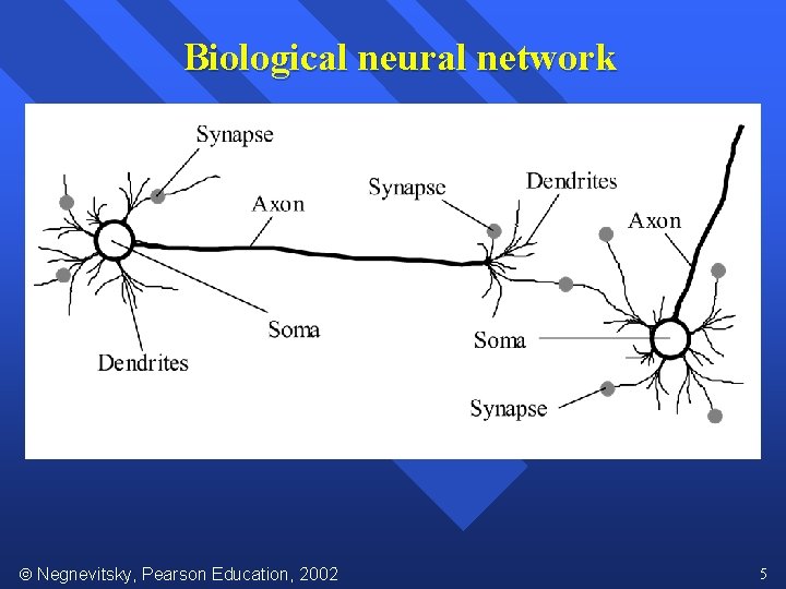 Biological neural network Negnevitsky, Pearson Education, 2002 5 