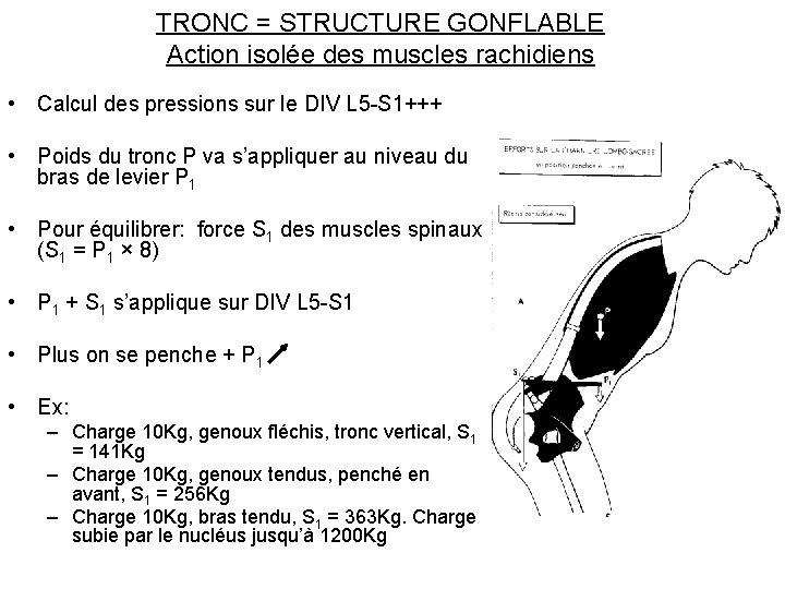 TRONC = STRUCTURE GONFLABLE Action isolée des muscles rachidiens • Calcul des pressions sur
