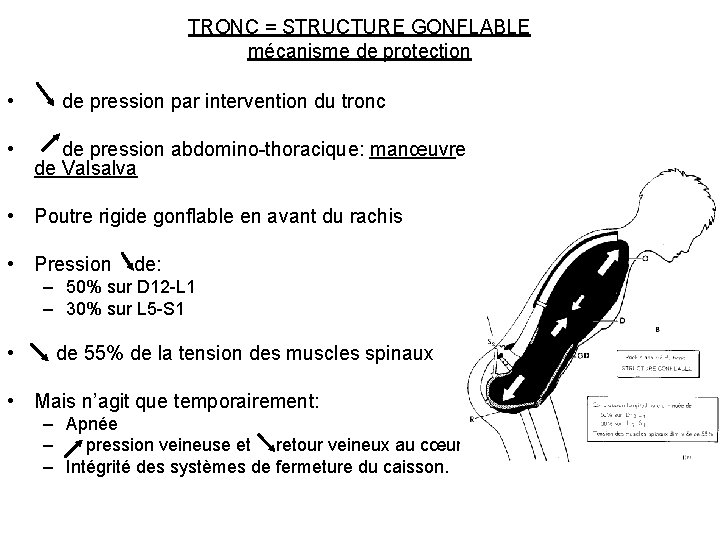 TRONC = STRUCTURE GONFLABLE mécanisme de protection • de pression par intervention du tronc