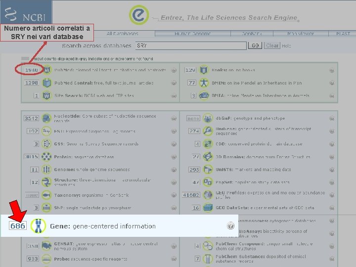 Numero articoli correlati a SRY nei vari database 