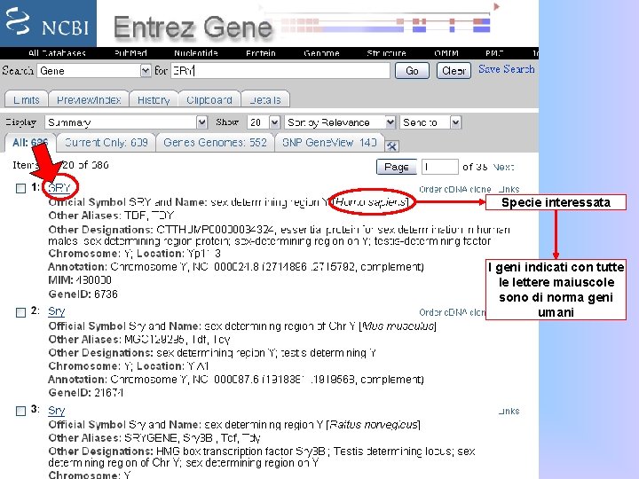 Specie interessata I geni indicati con tutte le lettere maiuscole sono di norma geni