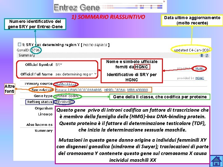 Numero identificativo del gene SRY per Entrez-Gene 1) SOMMARIO RIASSUNTIVO Data ultimo aggiornamento (molto