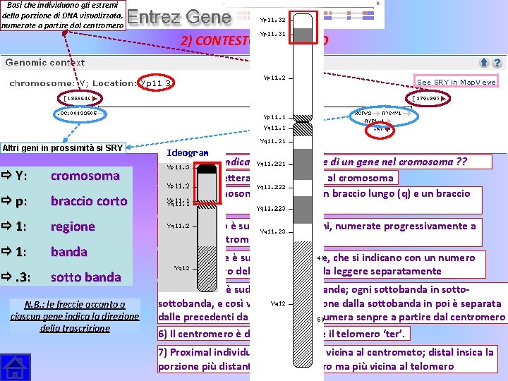 Basi che individuano gli estremi della porzione di DNA visualizzata, numerate a partire dal