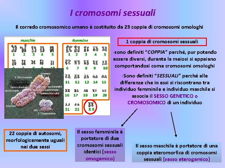 I cromosomi sessuali Il corredo cromosomico umano è costituito da 23 coppie di cromosomi