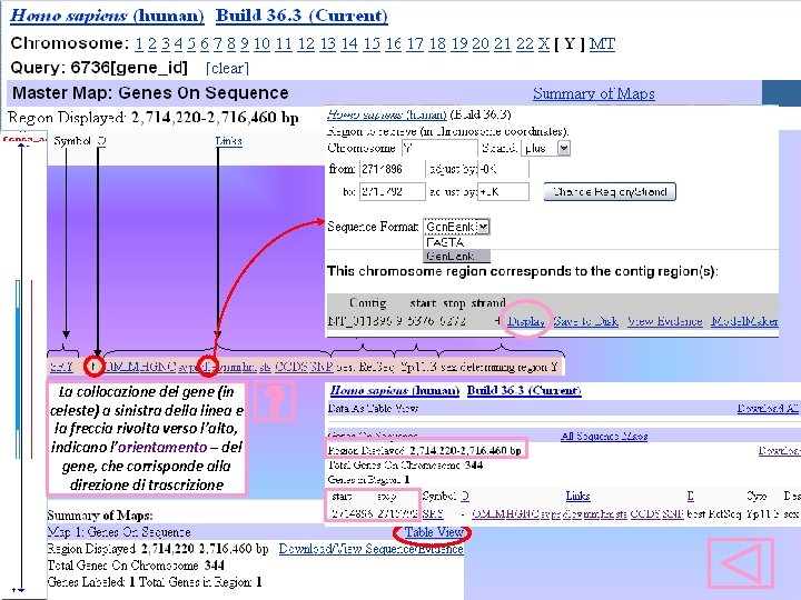 La collocazione del gene (in celeste) a sinistra della linea e la freccia rivolta