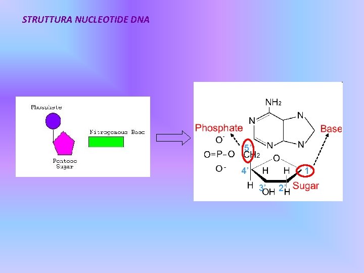 STRUTTURA NUCLEOTIDE DNA 5’ 4’ 1’ 3’ 2’ 