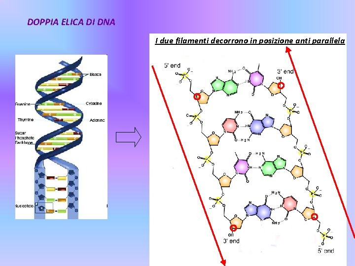 DOPPIA ELICA DI DNA I due filamenti decorrono in posizione anti parallela 