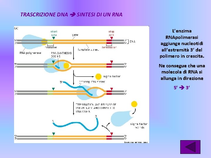 TRASCRIZIONE DNA SINTESI DI UN RNA L’enzima RNApolimerasi aggiunge nucleotidi all’estremità 3’ del polimero