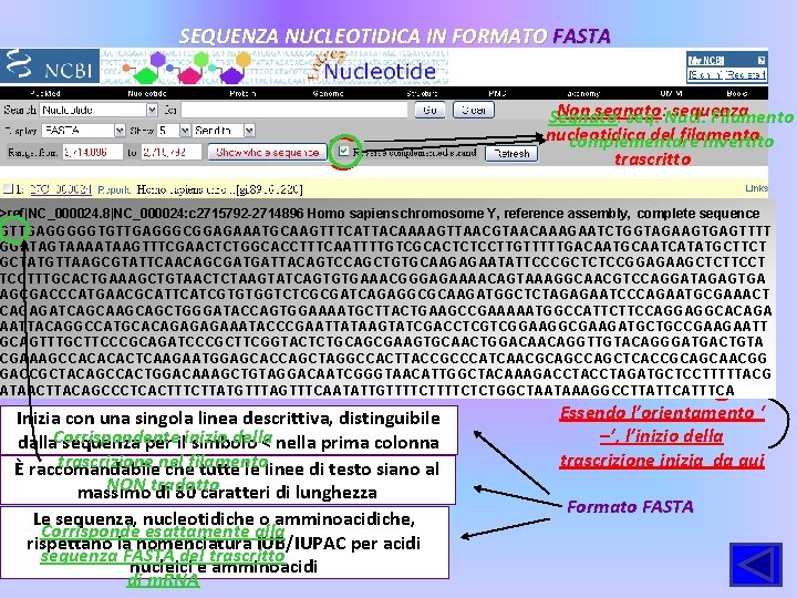 SEQUENZA NUCLEOTIDICA IN FORMATO FASTA Non segnato: sequenza Segnato: seq. Nucl. Filamento nucleotidica del