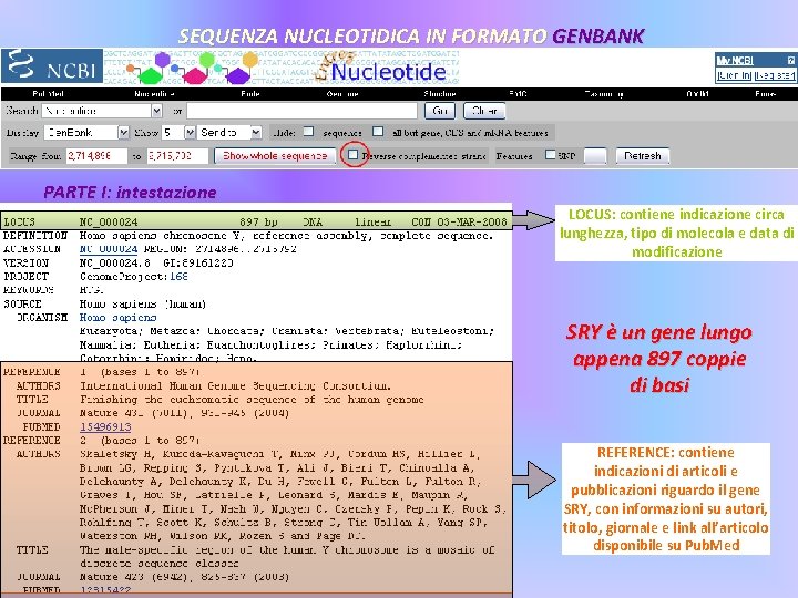 SEQUENZA NUCLEOTIDICA IN FORMATO GENBANK PARTE I: intestazione LOCUS: contiene indicazione circa lunghezza, tipo