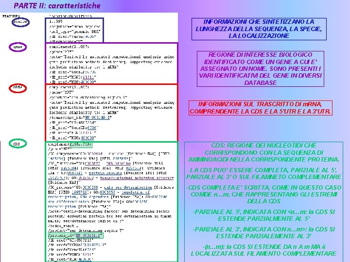 PARTE II: caratteristiche INFORMAZIONI CHE SINTETIZZANO LA LUNGHEZZA DELLA SEQUENZA, LA SPECIE, LA LOCALIZZAZIONE