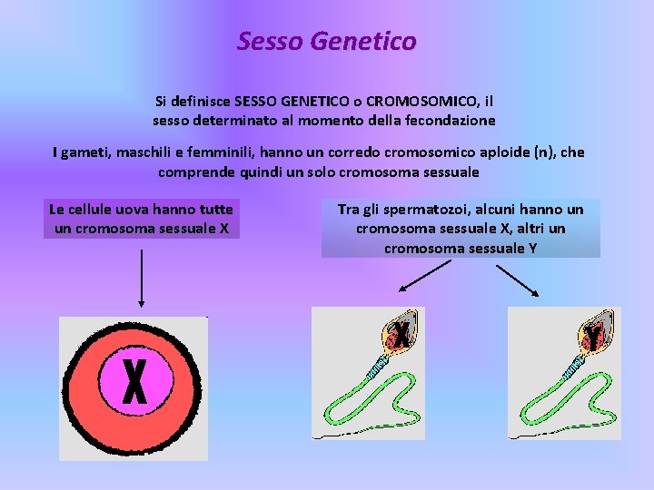 Sesso Genetico Si definisce SESSO GENETICO o CROMOSOMICO, il sesso determinato al momento della