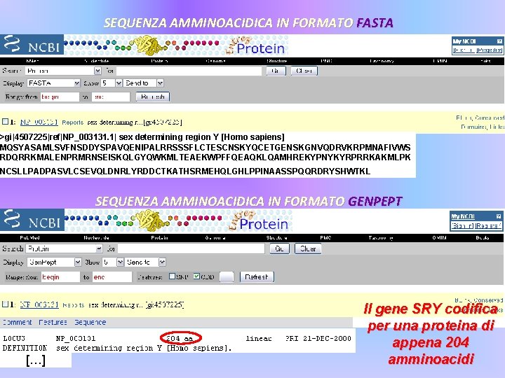 SEQUENZA AMMINOACIDICA IN FORMATO FASTA >gi|4507225|ref|NP_003131. 1| sex determining region Y [Homo sapiens] MQSYASAMLSVFNSDDYSPAVQENIPALRRSSSFLCTESCNSKYQCETGENSKGNVQDRVKRPMNAFIVWS