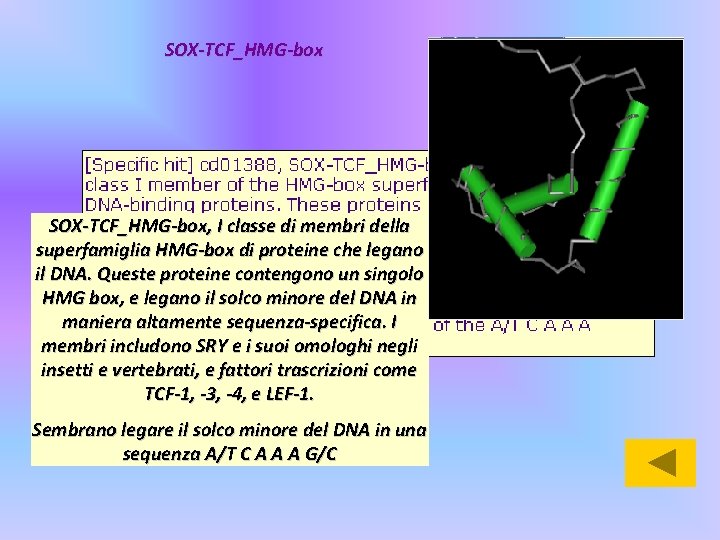 SOX-TCF_HMG-box, I classe di membri della superfamiglia HMG-box di proteine che legano il DNA.