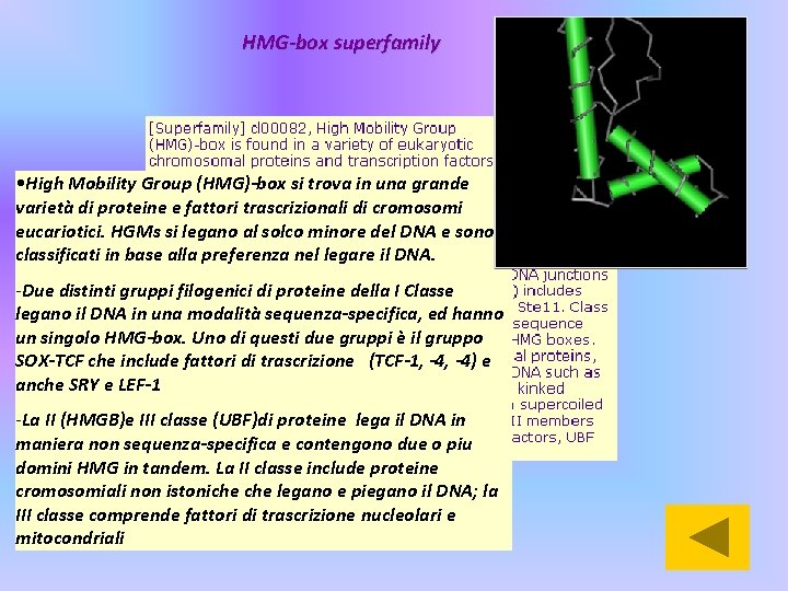 HMG-box superfamily • High Mobility Group (HMG)-box si trova in una grande varietà di